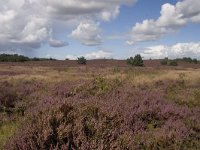 Heide bij Gortel  Heide bij Gortel, "De Gortelse berg"